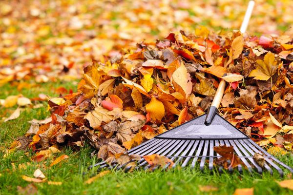 Leaves Removal in Jonesboro