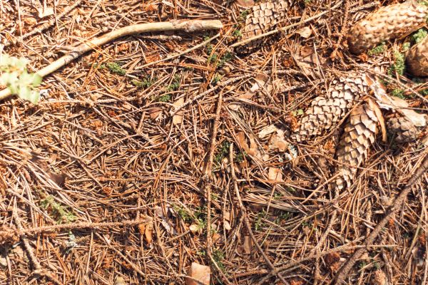 Cost of Pine Needles Removal in Jonesboro