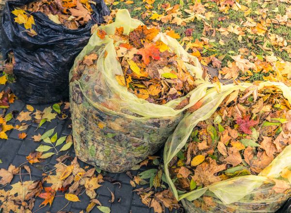 Yard Cleanup Service in Jonesboro