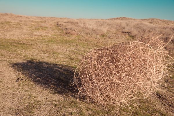 Tumbleweed Removal in Jonesboro