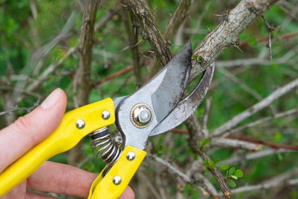 Limbs Removal in Jonesboro