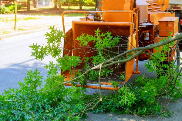 Tree Branches Removal in Jonesboro