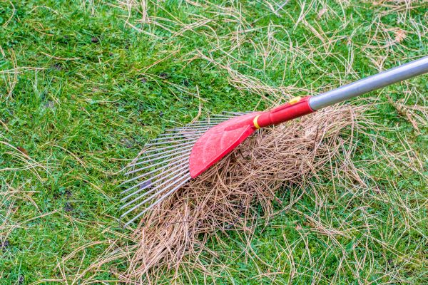 Yard Raking in Jonesboro