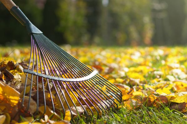 Leaf Removal in Jonesboro