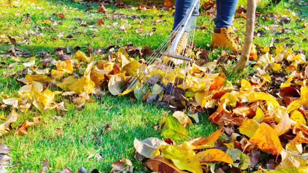 Lawn Cleanup Service in Jonesboro